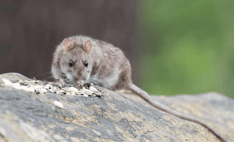 Mayor Hammoud announces an initiative to expand rodent control operations in Dearborn